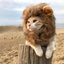 Lion Mane Cat Wig