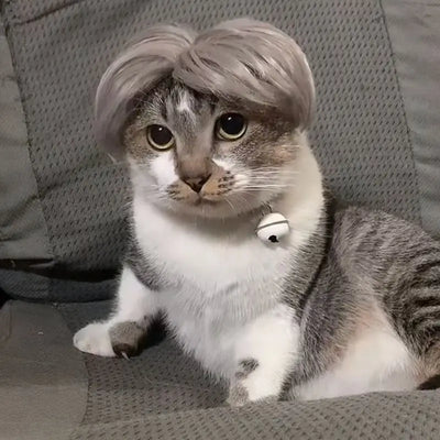 Funny Pet Wigs